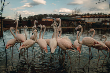 A colony of pink flamingos near the shore of the reservoir. Rare species of animals and birds can be preserved by growing them in zoos and private farms. Keeping flamingos in captivity.