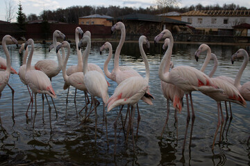 A colony of pink flamingos near the shore of the reservoir. Rare species of animals and birds can be preserved by growing them in zoos and private farms. Keeping flamingos in captivity.