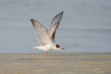 Fototapeta na wymiar Common Tern flying over the sea