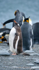 Obraz premium Gentoo penguin (Pygoscelis papua) and king penguins (Aptenodytes patagonicus) at Gold Harbor, South Georgia Island