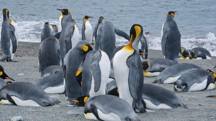 Obraz premium King penguins (Aptenodytes patagonicus) on the beach at Gold Harbor, South Georgia Island