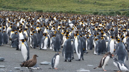 Obraz premium King penguin (Aptenodytes patagonicus) colony at Gold Harbor, South Georgia Island