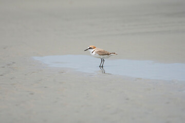 bird on the beach