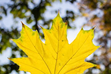 Yellow autumn maple leaf on a background of autumn trees and sky, on a blurred background, close up macro, copy space