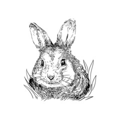 illustration black and white line animal cute rabbit