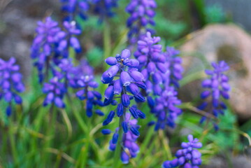 Obraz premium Wiosenny Szafirek Groniasty