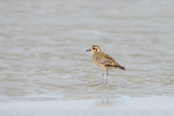 Pacific Golden Plover on the ground