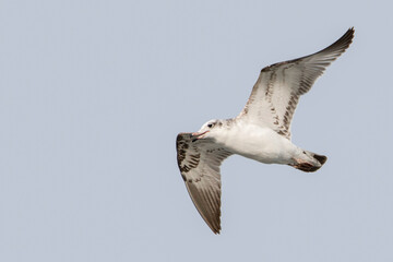 seagull in flight