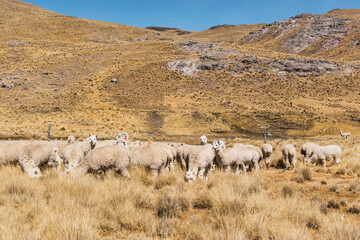 alpacas and llamas eating and grazing in the Andes mountain range surrounded by mountains covered with snow and clouds with a blue sky illuminated with natural light in the heights of Peru