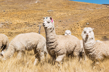 alpacas and llamas eating and grazing in the Andes mountain range surrounded by mountains covered...
