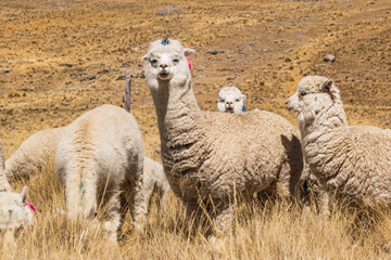alpacas and llamas eating and grazing in the Andes mountain range surrounded by mountains covered with snow and clouds with a blue sky illuminated with natural light in the heights of Peru