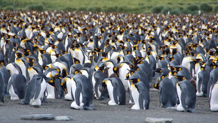 Obraz premium King penguin (Aptenodytes patagonicus) colony at Gold Harbor, South Georgia Island