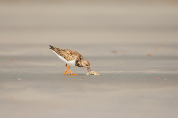  Ruddy Turnstone on the beach