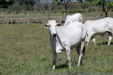 Obraz na płótnie Canvas Cows in a field, grazing. Green grass. Selective focus.