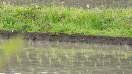 日本の農村風景｜田植え後の田んぼ・水田