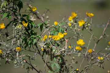 Vegetation with small yellow flowers. blurred background