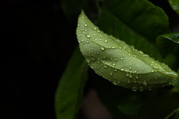 rain drops on a leaf