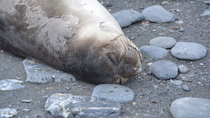 Southern elephant seal (Mirounga leonina) weanling on the beach at Gold Harbor, South Georgia Island