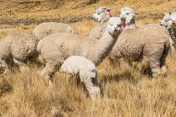 alpacas and llamas with calf eating and grazing in the Andes mountain range surrounded by mountains...