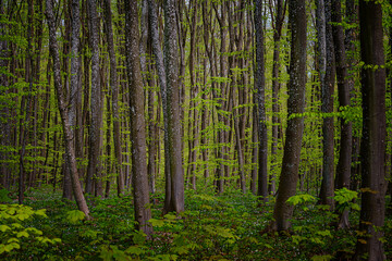 Fototapeta premium Im Wald 
