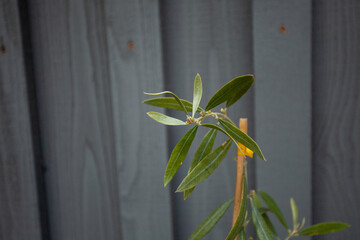 A young Seascape Olive Tree (Olea Europea). This self-pollinating variety is hardy down to -15...