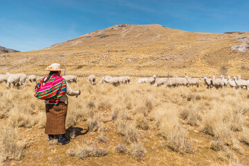indigenous peasant woman grazing alpacas and camelids in the heights of the sierra de peru in the andes mountain range of latin america - obrazy, fototapety, plakaty