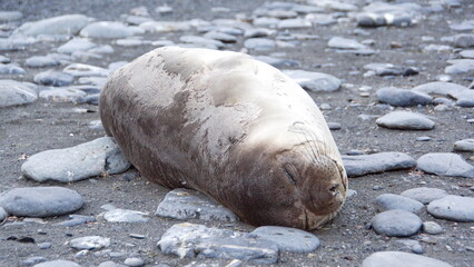Southern elephant seal (Mirounga leonina) weanling on the beach at Gold Harbor, South Georgia Island