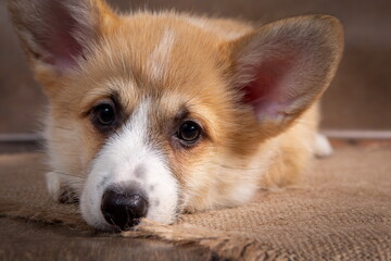 Charming puppy Welsh corgi Pembroke lies and looks at the camera