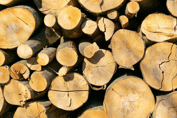 Obraz premium Drzewo ścięte w lesie. Naturalne tło.