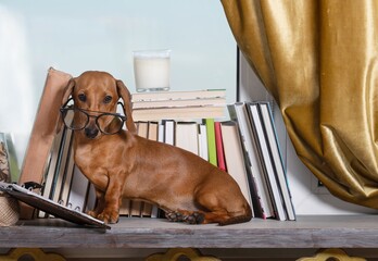 A dachshund hunting dog sits by the books by the window in glasses and looks attentively into the...