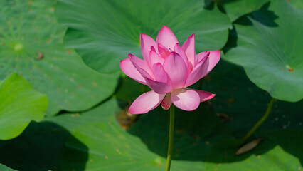 The lotus flower of the Far East. A sunny August day. There is one lotus flower in the frame.