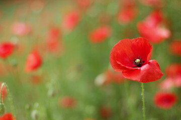 Fototapeta premium Picturesque field of red poppies, shallow depth of field.
