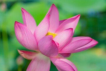 The lotus flower of the Far East. A sunny August day. There is one lotus flower in the frame.