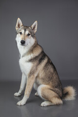 Husky dog sitting and looking at the camera on grey background