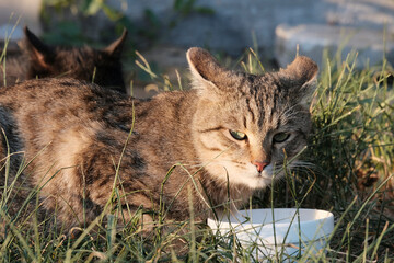 Red cat on the street. Handsome cat. Shelters, food, food for feral animals. © Svetlana