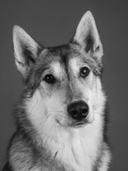 Husky dog portrait looking at the camera on a gray background