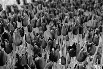 Obraz premium Monochrome Tulip Field with Natural Background