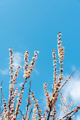 flowering tree in spring against the blue sky