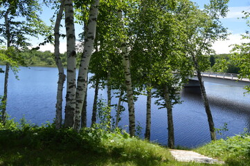 A stand of white birch trees along a set of wooden steps that lead down to a hill to a blue lake. A bridge crosses the lake on a sunny afternoon.