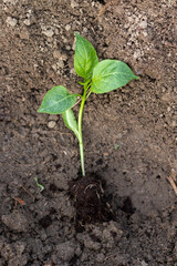Young pepper seedling before planting in the ground.
