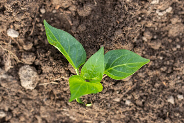 Young pepper seedlings planted in the ground.