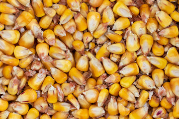 Corn seed. Grain of maize top view.