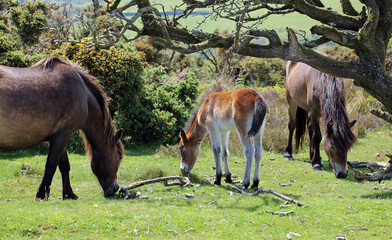Exmoor pony foal grazing on Porlock Hill, Somerset England
