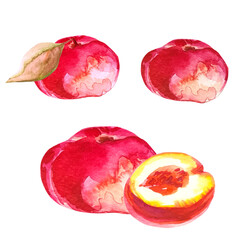 pink peaches with foliage watercolor illustration of the fruit