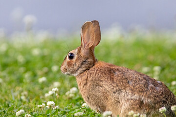 rabbit on grass