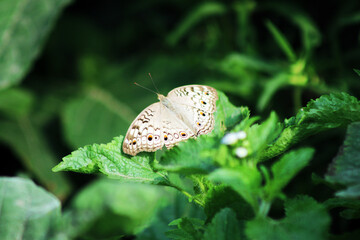 Butterflies is flying and sitting on various grass.High quality photo.