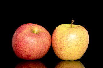 Two juicy organic apples, close-up, isolated on a black background.