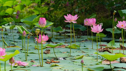 Lotus flowers of the Far East. A sunny August day. There are many colors in the frame. 