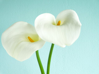 Couple of calla lilies in soft focus on light turquoise stucco wall background with copy space. Elegant blue floral card. Spring or Easter elegant greetings card.