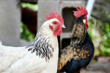 Portrait of a white hen in her pen with a rooster behind